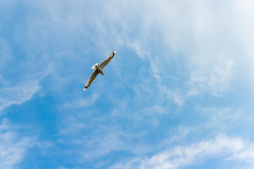 Seagull in the clouds