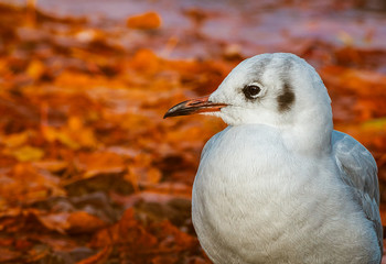 A baby seagull 