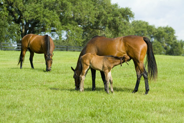Beautiful horse mare and foal in green farm field pasture equine industry
