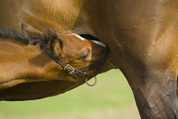 Obraz premium Beautiful horse mare and foal in green farm field pasture equine industry 