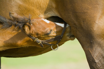 Naklejka premium Beautiful horse mare and foal in green farm field pasture equine industry 
