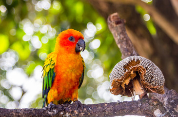 colorful sun conure parrot on tree branch