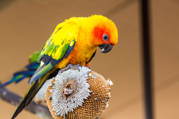 colorful sun conure parrot on dry sunflower