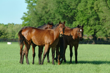 Naklejka na ściany i meble Beautiful thoroughbred horses in green farm field pasture equine industry 