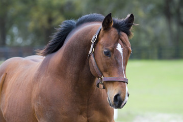 Beautiful thoroughbred horse in green farm field pasture equine industry
