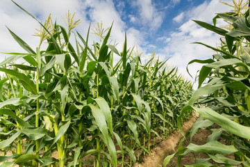 green corn field with drip irrigation system in farm