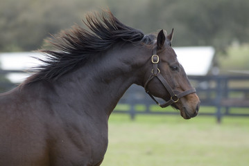 Beautiful thoroughbred horse in green farm field pasture equine industry
