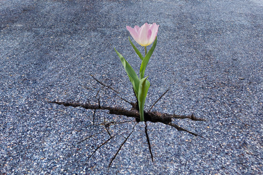 Pink Flower Growing On Crack Asphalt Road