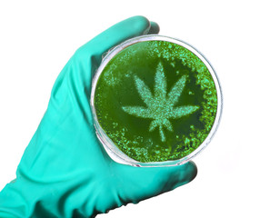 Germs in the shape of a weed leaf in a petri dish.(series)