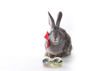 Easter bunny with a tie and a golden egg on a white background isolated