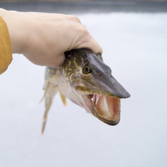 pike caught ice fishing