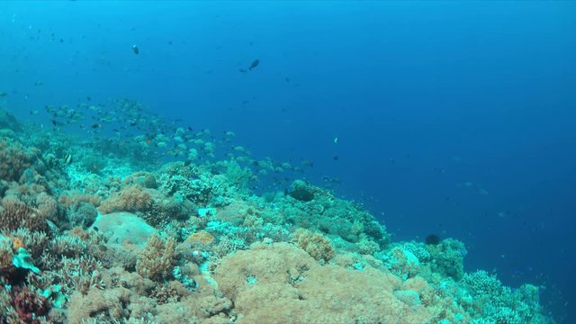 Colorful coral reef with a school of Humpback Snapper. 4k footage