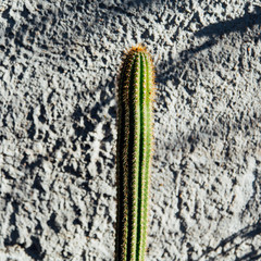 cactus succulent long plant, shadows outdoors, minimal point of