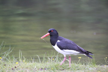 oystercatcher