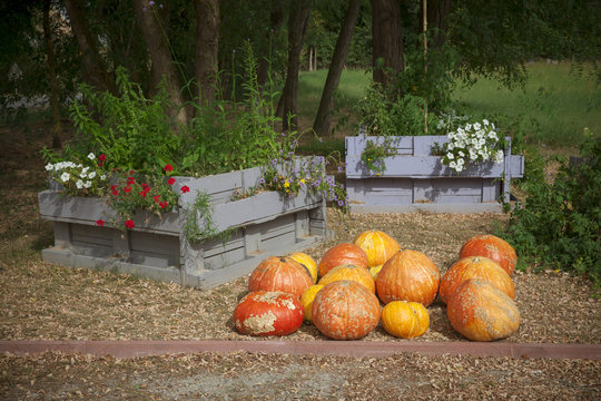 Potirons, citrouilles et calebasses