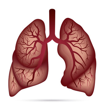Human lungs anatomy for asthma, tuberculosis, pneumonia. Lung cancer diagram in detail illustration. Breathing or respiratory system. Vector