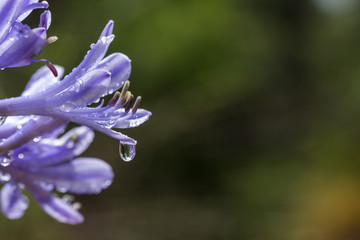 gota de agua cayendo de un petalo © willymona