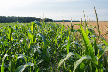 In order to grow corn in a field, agricultural enterprise, field, small business, grow wheat,