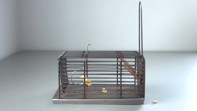 Mousetrap with cheese after attempt to catch a mouse. The mouse has been released itself.