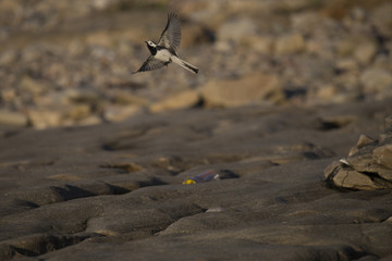 pied wagtail flying