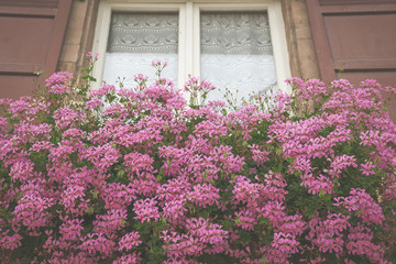 Fototapeta na wymiar Geraniums sur le rebord de la fenêtre