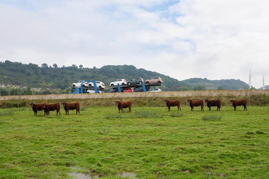 rodeo car