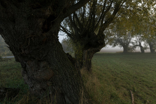 Willow trees in the fog.
