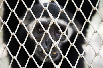 closeup Portrait of a caged Gibbon