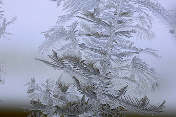 winter pattern of ice crystals on glass