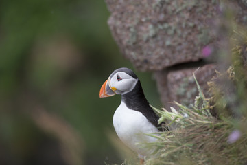 Fototapeta premium puffin resting on cliff face with green background