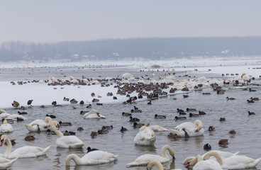 Birds in the frozen Danube