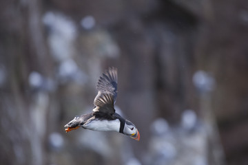 puffin flying with speckled background