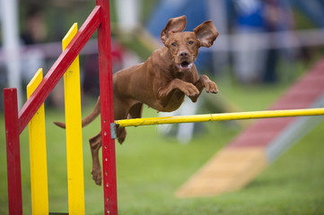 Hungarian Pointer Viszla jumping over yellow hurdle on agility competition. He has funny flying ears and very happy expression on his face.