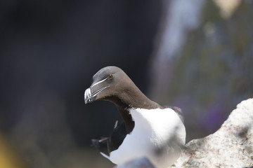 razorbill