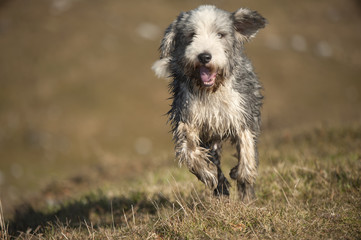 Wet Bearded Collie running in the meadow. He has short coat for easier treatment of his coat.