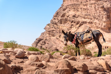 Donkey waiting for a ride