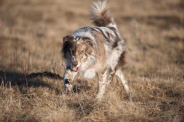 Obraz na płótnie Canvas Australian Shepherd walking in nature. Dog is red merle color with blue and brown eyes. It is camouflage background of brown meadow. brown markings on body.