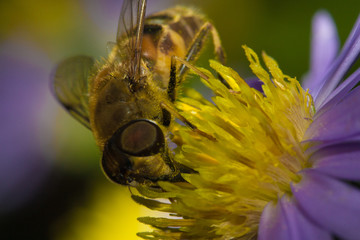 Bee close up