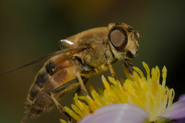 Bee close up