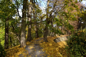 Details from park in autumn with cloudy sky
