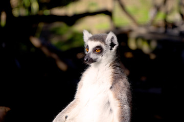 Close up portrait of a cute ring tailed lemur on the blurred background. Copy space for text. © Vira Pogromska