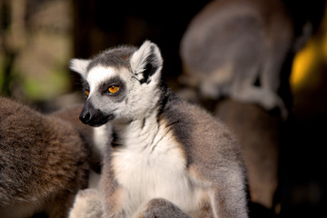 Close up portrait of a cute ring tailed lemur on the blurred background. Copy space for text.