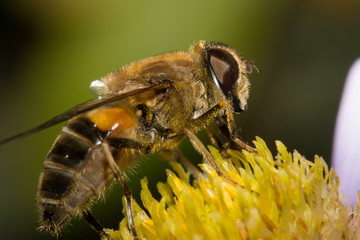 Bee close up