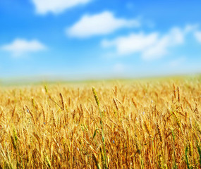 wheat and sky