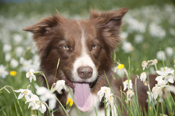 Brown border collie in daffodil field.