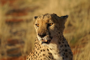 Gepard von vorn