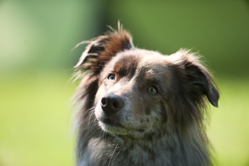 Portrait of red merle Australian shepherd. He is looking with cute expression.