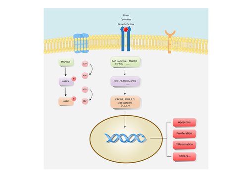 MAPK: Mitogen Activated Protein Kinase, Its Main Classes And Mechanism Of Action