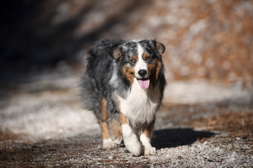 Portrait of beautiful fluffy blue merle australian shepherd on sunny autumn dog-walk. He is happy dog walking in his style, showing his tongue