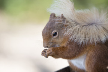 red squirrel eating